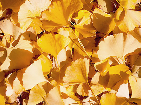 画像:イチョウ(Ginkgo)