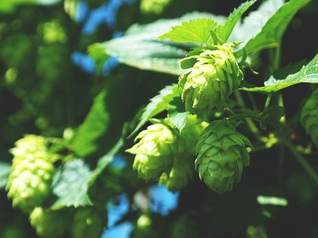 画像:ホップ(Hops)