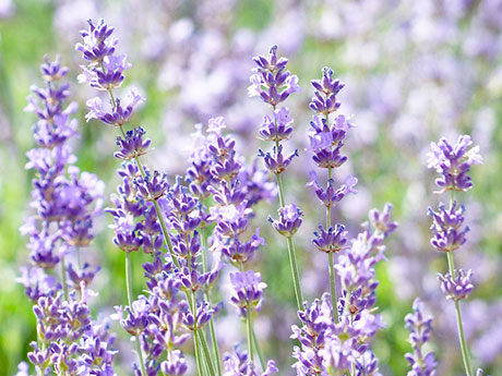 画像:ラベンダー(Lavender)