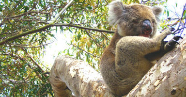 画像：ユーカリ(Eucalyptus)