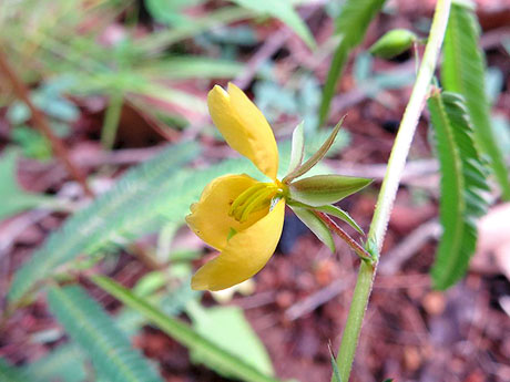 Chamaecrista nomame flower (13797695493)